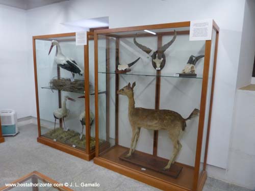 Monasterio de Santo Tomas Museo de Ciencias Naturales  Avila Spain