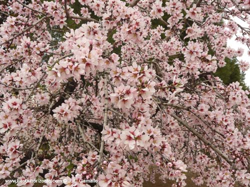 Quinta de los Molinos. Almendros. Madrid.