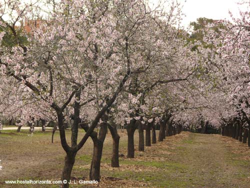 Quinta de los Molinos. Hilera de Almendros. Madrid.