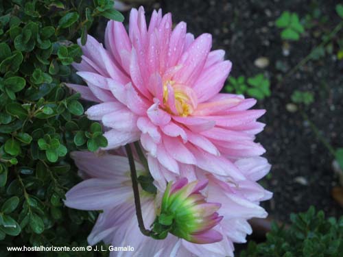 Real Jardin Botanico Madrid Spain Carlos III Villanueva Sabatini