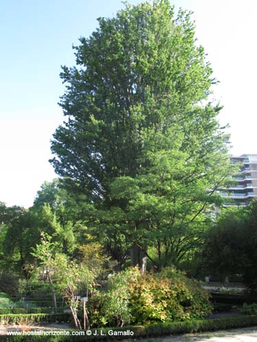 Real Jardin Botanico Madrid Spain Carlos III Villanueva Sabatini